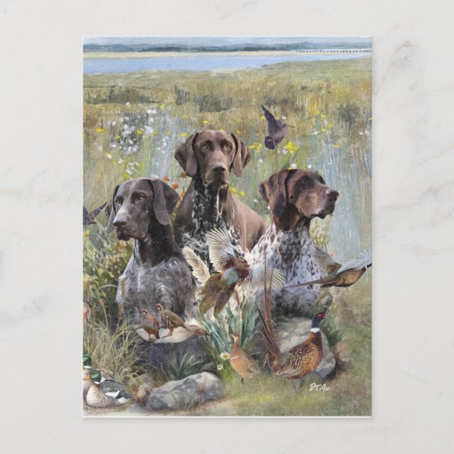 German Shorthaired Pointer  Postcard (Front)
