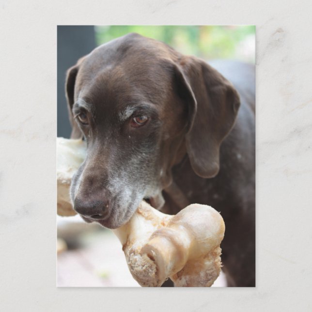 german shorthaired pointer postcard (Front)