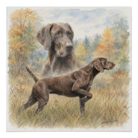German Shorthaired Pointer