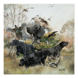 German Shorthaired pointer   Poster