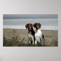 German Shorthaired Pointer Print