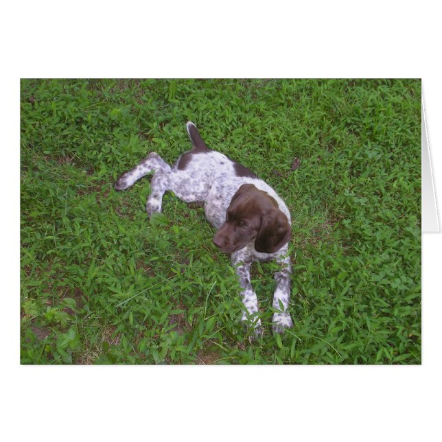 German Shorthaired Pointer Puppy in the Grass (Front Horizontal)