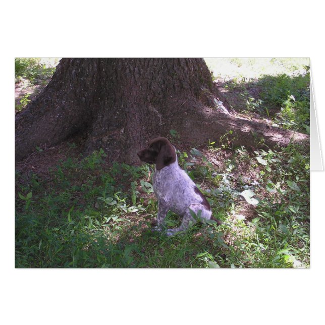 German Shorthaired Pointer Puppy Under a Tree (Front Horizontal)