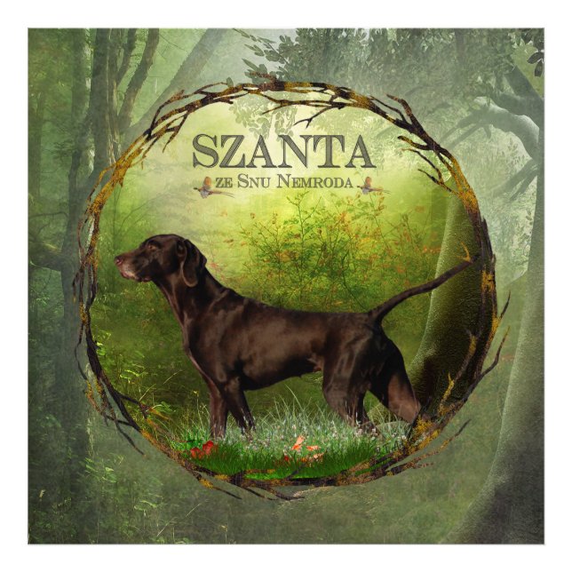 German Shorthaired Pointer ,,SZANTA from Nemrod's  Photo Print (Front)