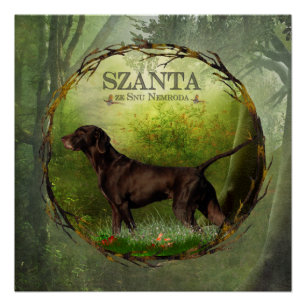 German Shorthaired Pointer ,,SZANTA from Nemrod's  Poster