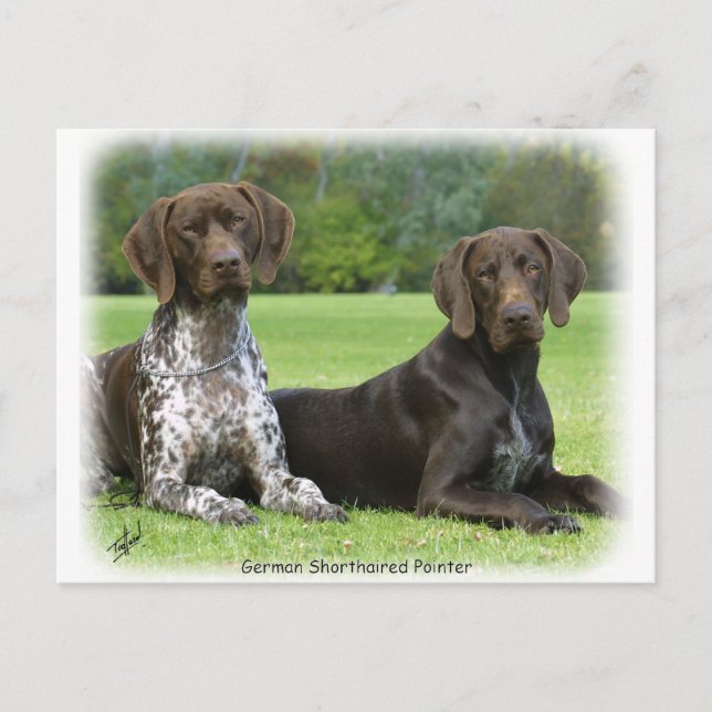German Shorthaired Pointers 9J37D-09 Postcard (Front)