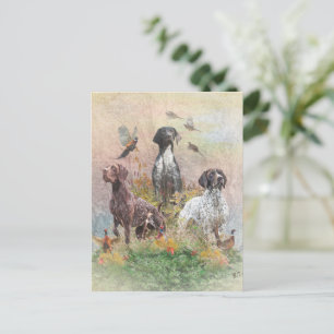 German Shorthaired Pointers (GSP), a hunting pheas Postcard