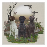 German Shorthaired Pointers (GSP), a hunting pheas