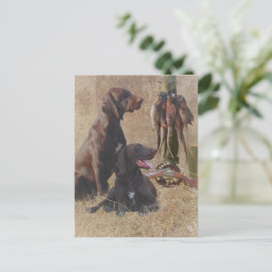 German Shorthaired Pointers (GSP) Postcard