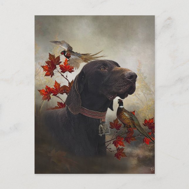 German Shorthaired Pointers (GSP)        Postcard (Front)