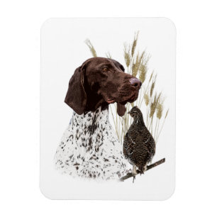 German Shorthaired Pointers (GSP) Postcard Coffee  Magnet