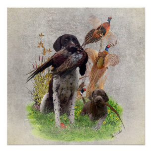 German Shorthaired Pointers (GSP) Poster