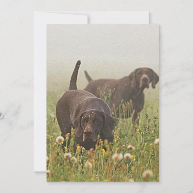 German Shorthaired Pointers  Invitation (Front)