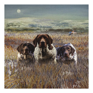 German Shorthaired Pointers Photo Print