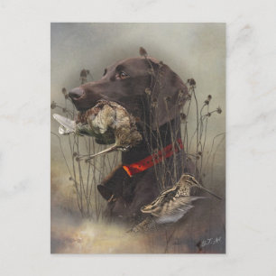 German Shorthaired Pointers Postcard