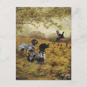 German Shorthaired Pointers Postcard