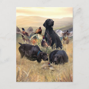 German Shorthaired Pointers Postcard