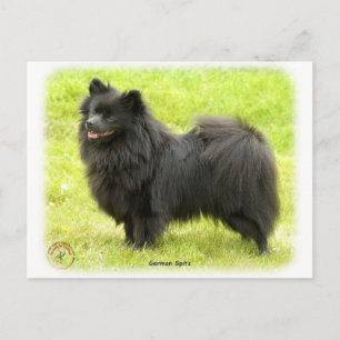 German Spitz 9W014D-009 Postcard