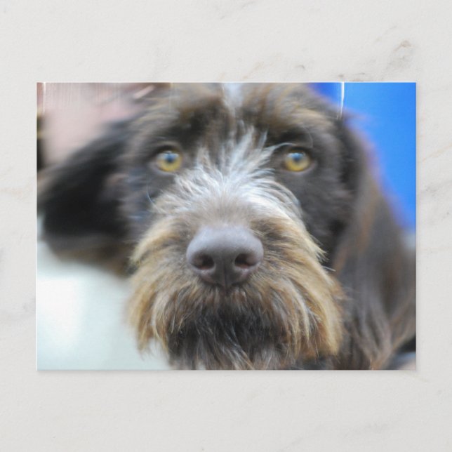 German Wire Haired Pointer Postcard (Front)