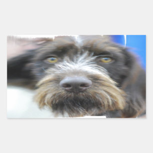 German Wire Haired Pointer Stickers