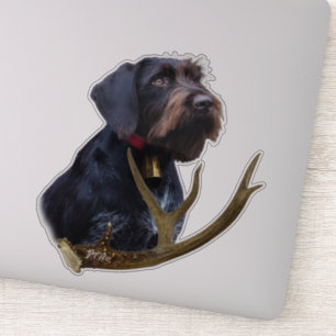  German Wirehaired Pointer    
