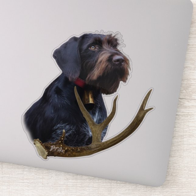  German Wirehaired Pointer     (Detail)