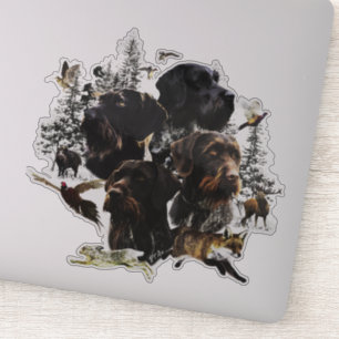  German Wirehaired Pointer    