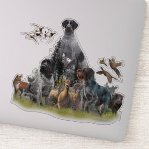 German Wirehaired Pointer  