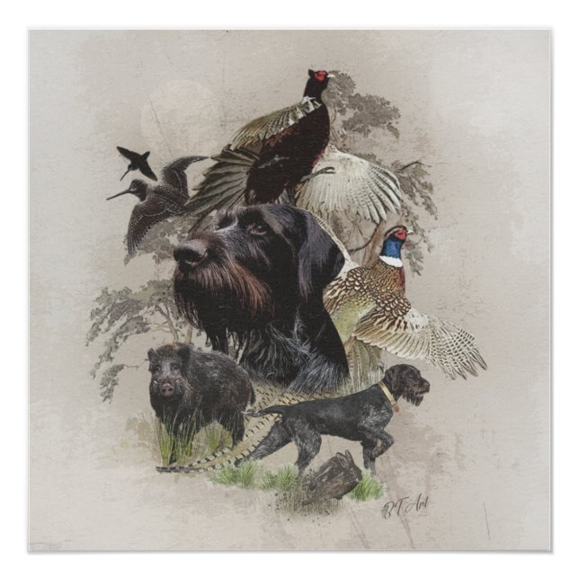 German Wirehaired Pointer  , Continental pointing  Poster (Front)