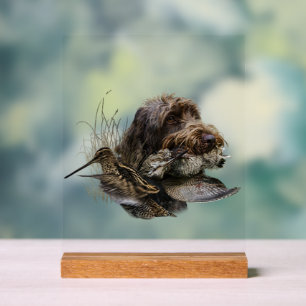German Wirehaired Pointer, GWP Acrylic Sign