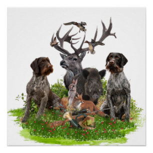 German Wirehaired Pointer (GWP) Poster