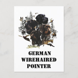  German Wirehaired Pointer     Postcard