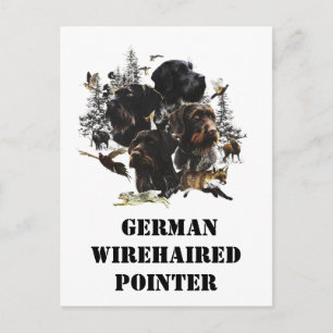  German Wirehaired Pointer     Postcard