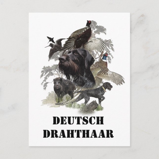  German Wirehaired Pointer     Postcard (Front)