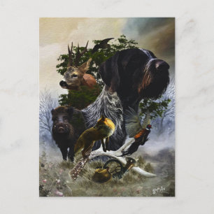 German Wirehaired Pointer     Postcard
