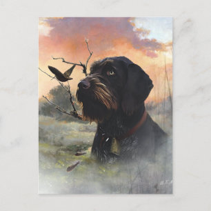 German Wirehaired Pointer Postcard