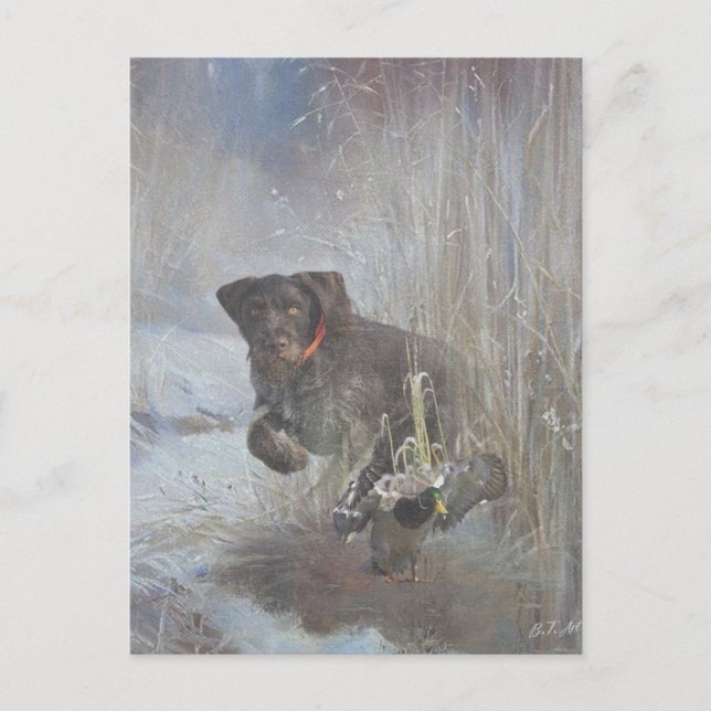  German Wirehaired Pointer Postcard (Front)