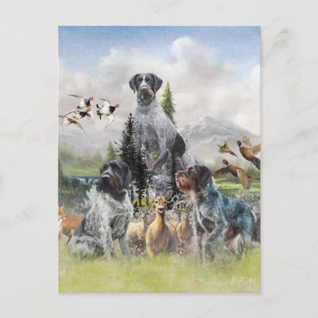 German Wirehaired Pointer   Postcard (Front)