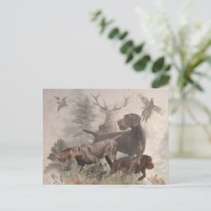  German Wirehaired Pointer     Postcard