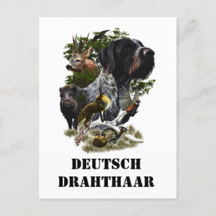  German Wirehaired Pointer     Postcard