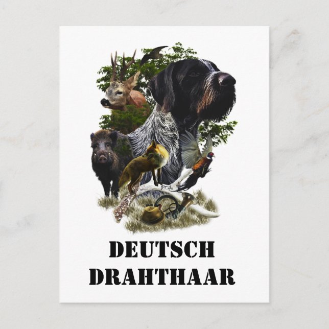  German Wirehaired Pointer     Postcard (Front)