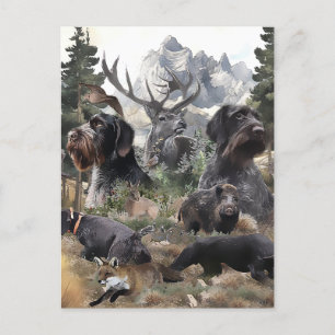 German Wirehaired Pointer   Postcard