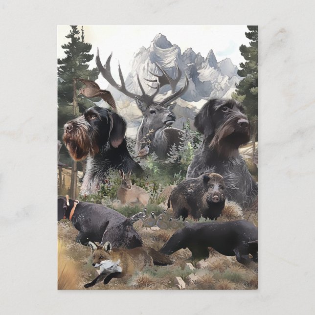 German Wirehaired Pointer   Postcard (Front)