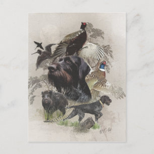 German Wirehaired Pointer    Postcard