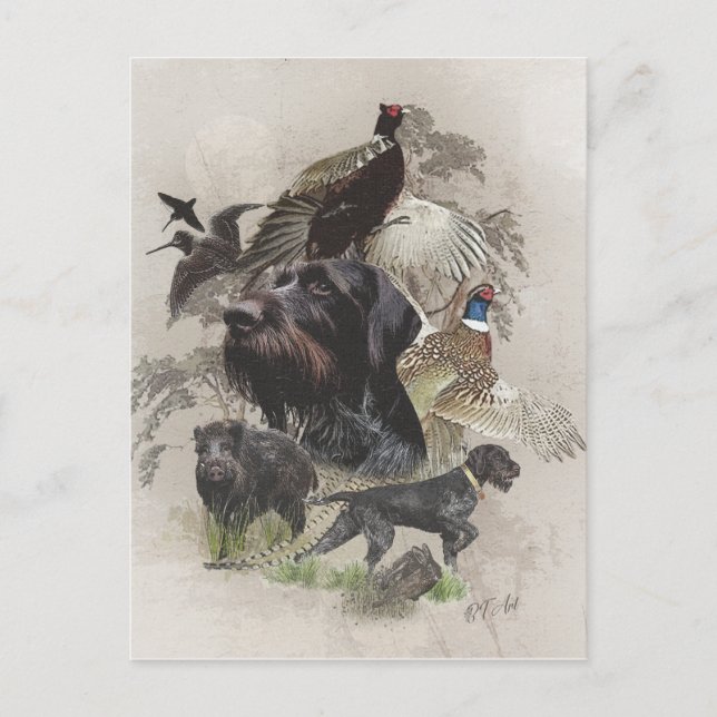 German Wirehaired Pointer    Postcard (Front)