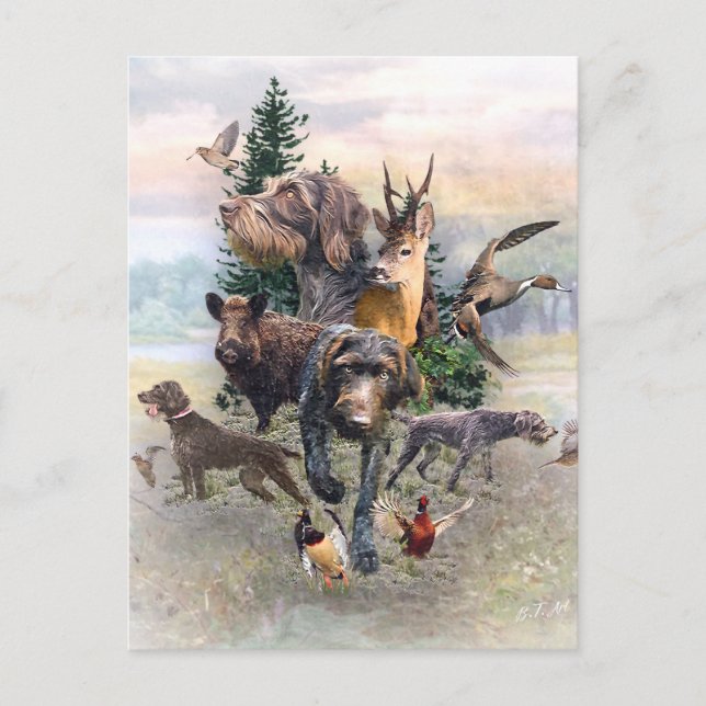 German Wirehaired Pointer   Postcard (Front)