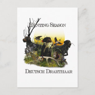 German Wirehaired Pointer Postcard