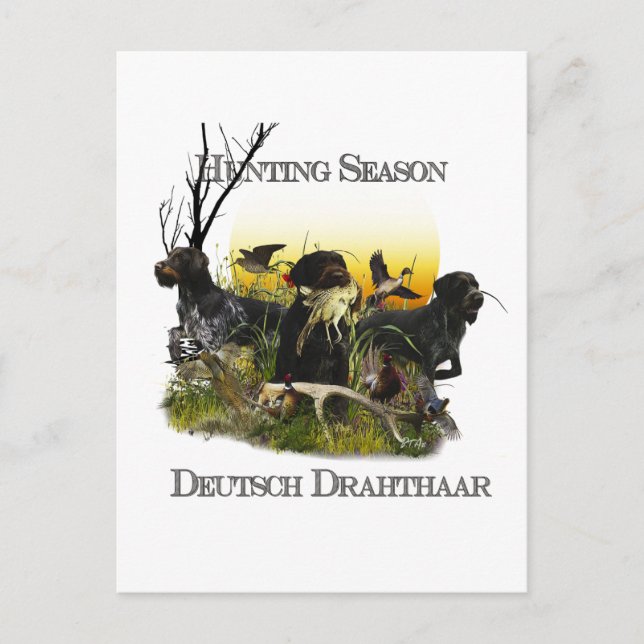  German Wirehaired Pointer     Postcard (Front)