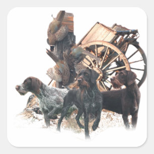 German Wirehaired Pointer  sticker