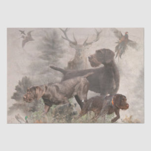  German Wirehaired Pointer     Tissue Paper